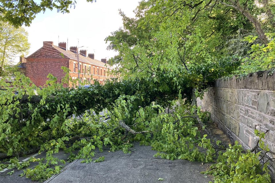 A driver had a lucky escape when a tree fell on the bonnet of her car at St Mary's Road, Dundalk on Wednesday evening. Photo: Cllr Robert Nash/Facebook